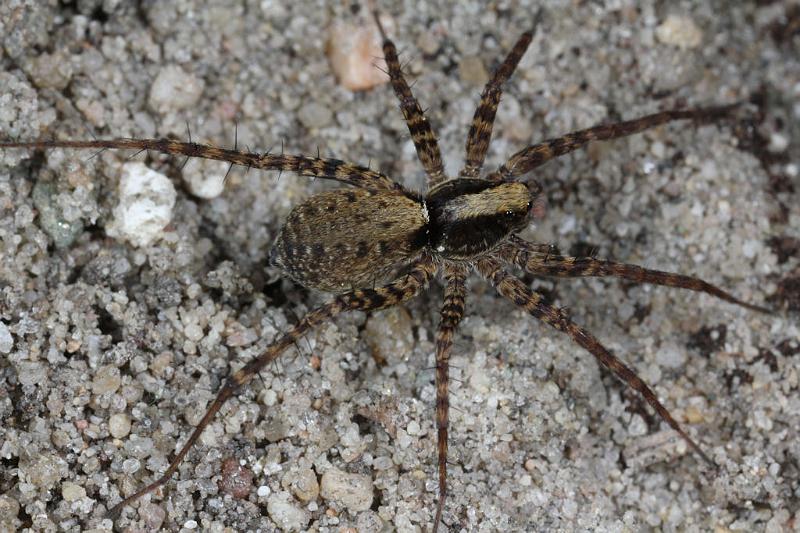 Pardosa_lugubris_D7410_Z_89_NP De Hoge Veluwe_Nederland.jpg